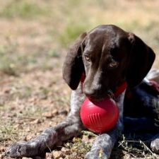 small brown and white dog