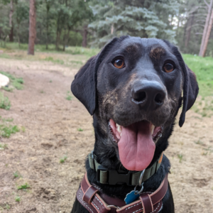 black dog with tongue out