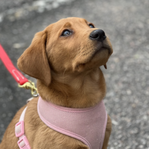 small red dog in pink harness